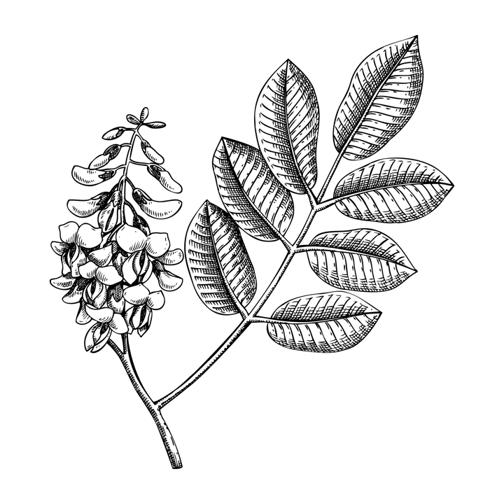 Jamacian dogwood sketch. Apothecary plant drawing. Herbal remedies, medicinal plant, natural medicine hand-drawn vector illustration. NOT AI genereted